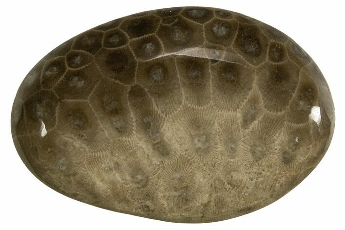 Polished Petoskey Stone (Fossil Coral) - Michigan #328364